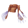 V&Atilde;&ordf;tements