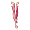 V&Atilde;&ordf;tements