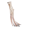 http://www.eldarya.fr/static/img/item/player/icon/794078f34d24b642f8ec7d0e78cc81fd.png