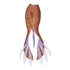 https://www.eldarya.fr/assets/img/item/player//icon/4dbd2af58eb348398d9cbe5131994e66~1604518888.png