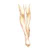 https://www.eldarya.fr/assets/img/item/player/icon/0f786353fb62fff21375dbaa9ba7ce80.png