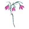https://www.eldarya.fr/assets/img/item/player/icon/5aed0ee5c9d019fd2bb455fd12c412bd.png