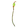 https://www.eldarya.fr/assets/img/item/player/icon/f5abc4815b063e435f0bce602bb8da94~1629731672.png