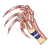 D&eacute;clinaisons