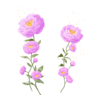 D&eacute;clinaisons